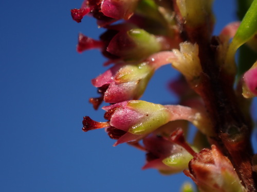 Caterpillar Heath (Erica coarctata)
