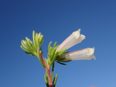 Alpine heath (Erica fontana)