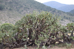 Opuntia