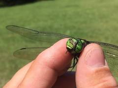 Coryphaeschna ingens