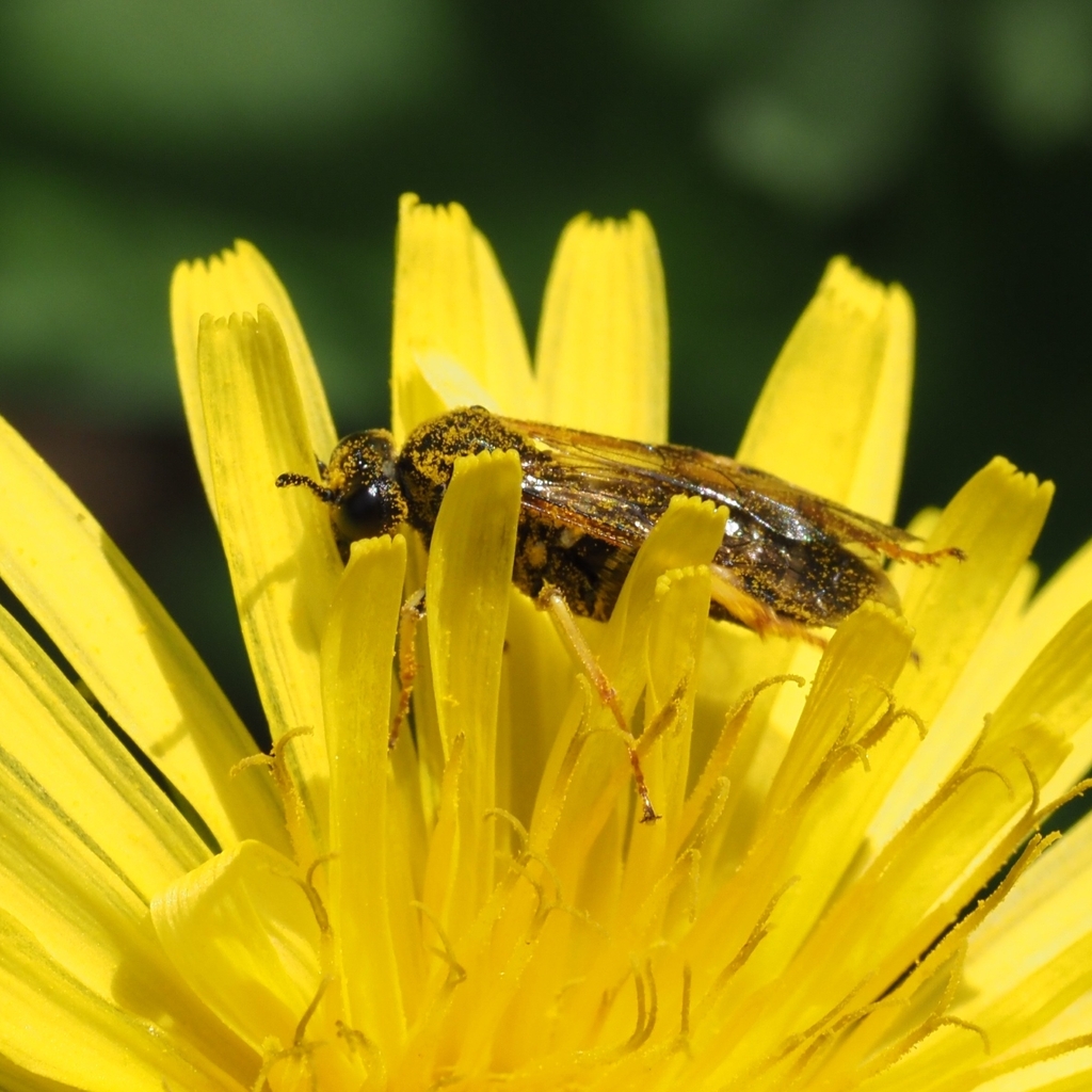 Tenthredo koehleri