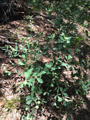 Baptisia nuttalliana