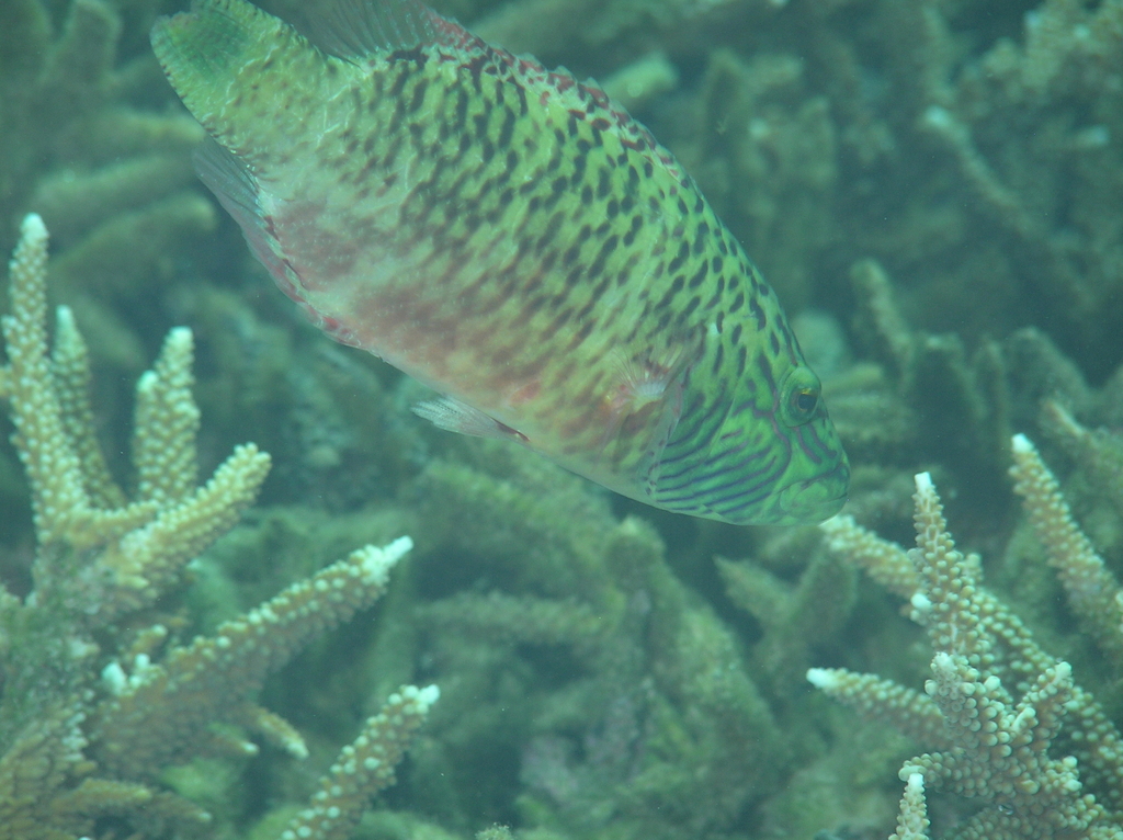 bandcheek wrasse