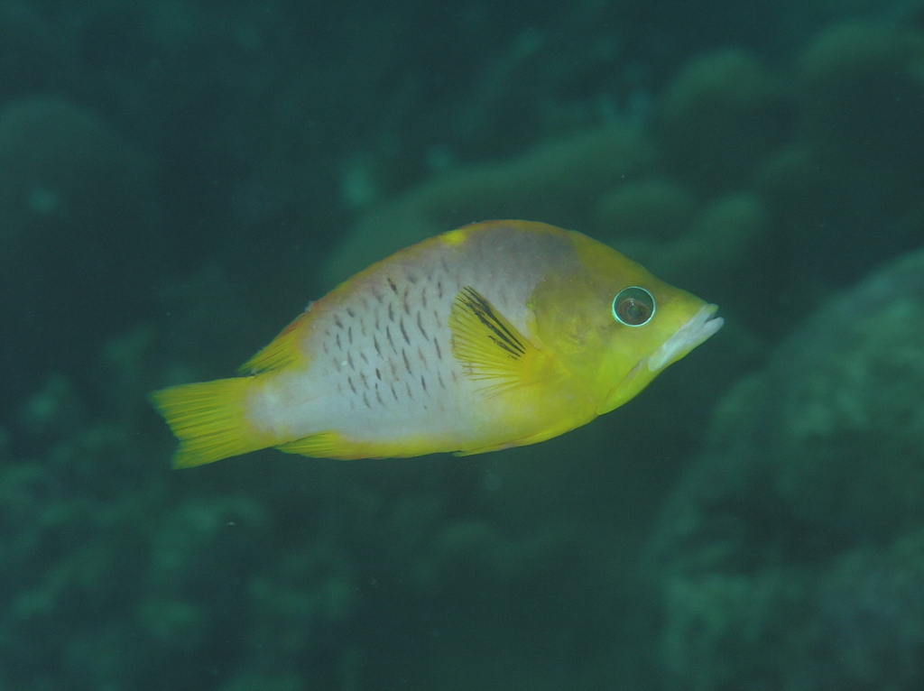 Dwarf Slingjaw Wrasse