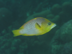 Dwarf Slingjaw Wrasse photo 4
