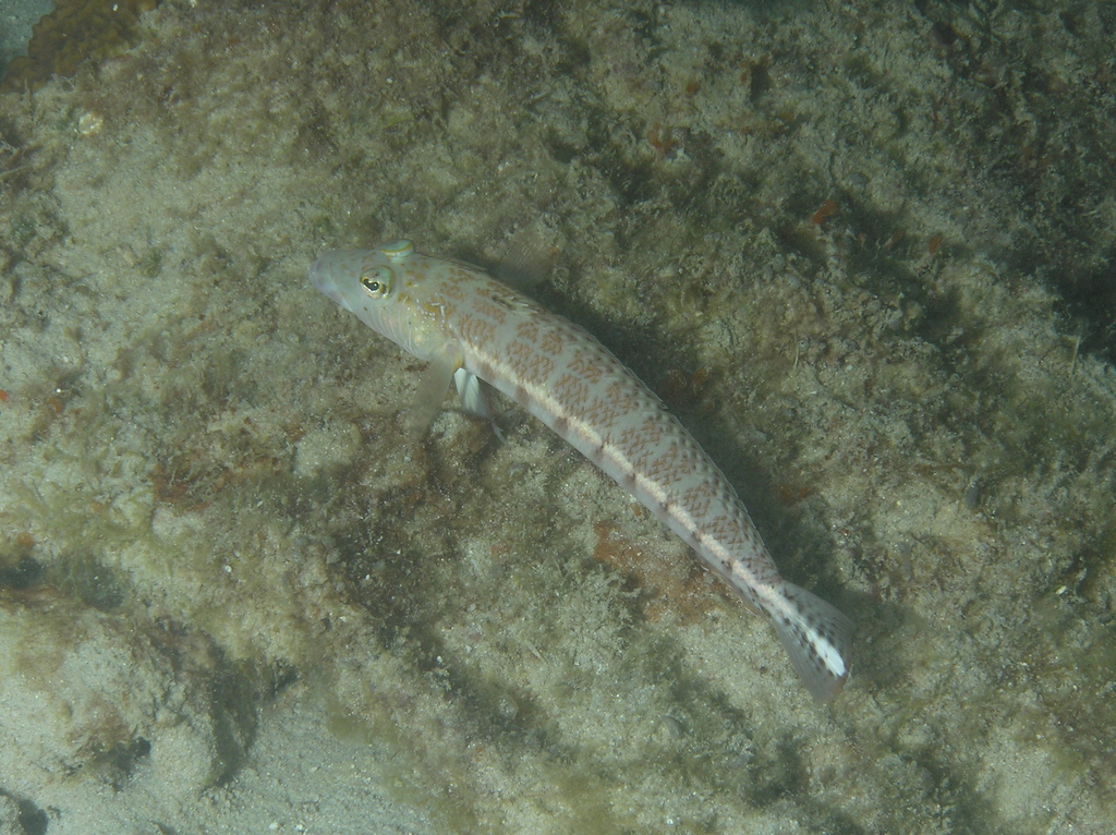 Java Sandperch