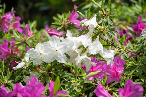 Rhododendron ×mucronatum iNat (3)