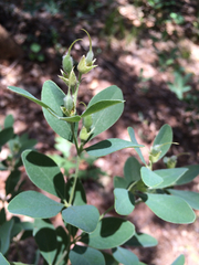 Baptisia nuttalliana