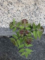 Ailanthus altissima