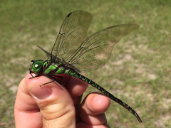 Coryphaeschna ingens