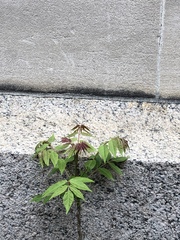 Ailanthus altissima
