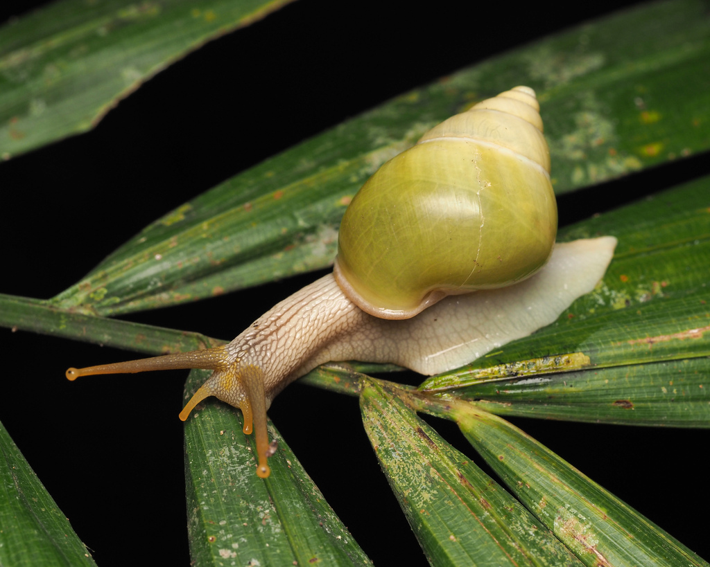 Callous Amphidromus