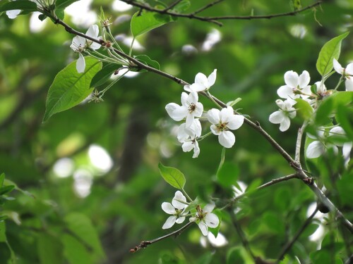 Malus hupehensis iNat (2)