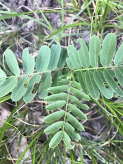 Tephrosia virginiana