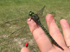 Coryphaeschna ingens