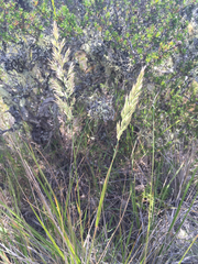 Calamagrostis ophitidis