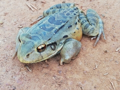 Leptodactylus knudseni