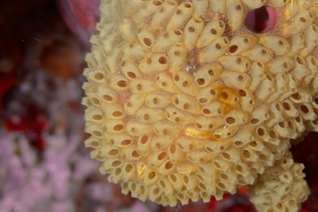 Symplegma alterna