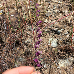 Streptanthus glandulosus pulchellus