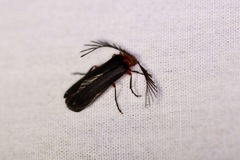 Pterotus obscuripennis