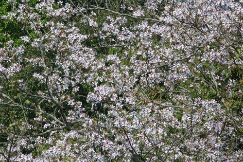 Bauhinia, photographed by an iNaturalist contributor