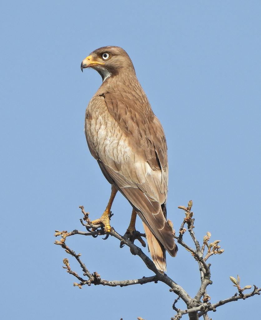 White-eyed Buzzard photo