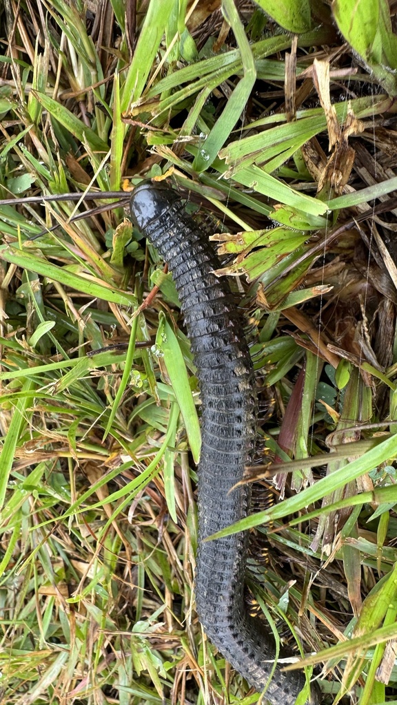 Acanthiulus blainvillei