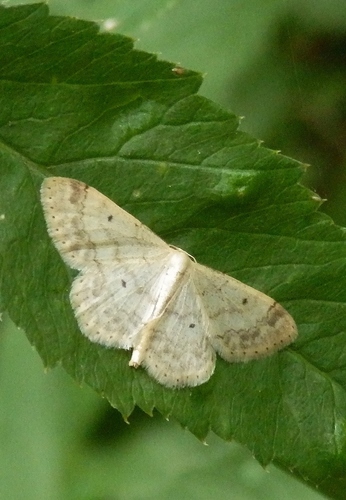 Tamsiakraštis Sprindžiukas nuotrauka