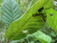 Leucanella fusca