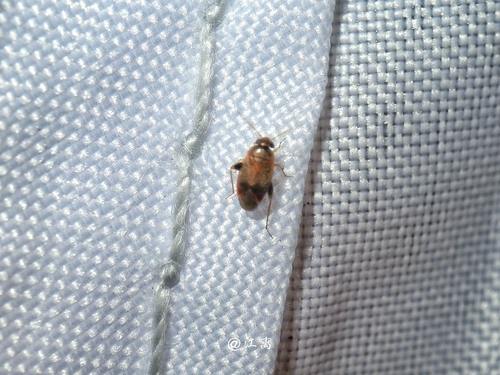 Decomioides, 2024-04-15