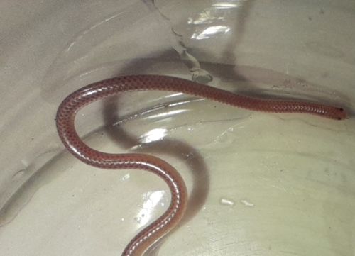 Western Thread Snake
