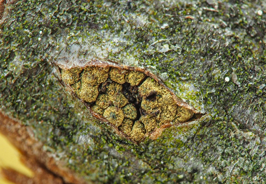 Thyronectria zanthoxyli