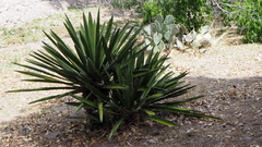 Yucca