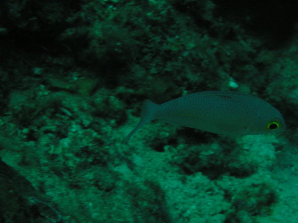 Ciliate Spinecheek
