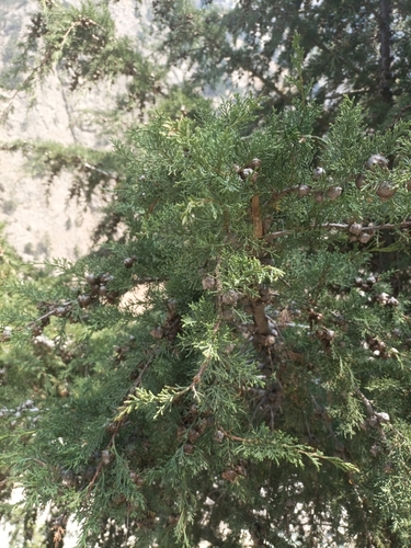 Image of Cupressus torulosa by (c) Ramnarayan K, some rights reserved (CC BY)