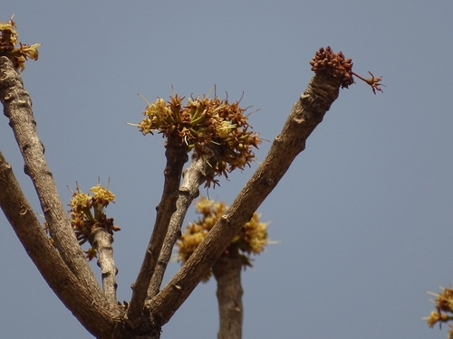 Shea Tree