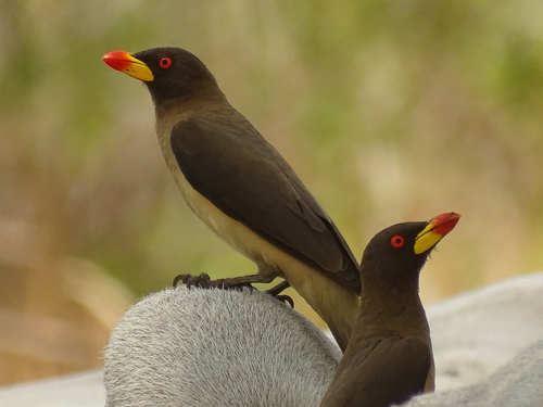 Yellow-billed Oxpecker