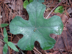 Psacalium laxiflorum