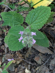 Stachys rigida quercetorum