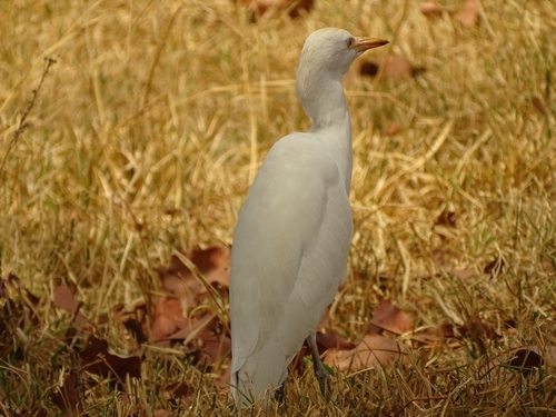 Western Cattle-Egret