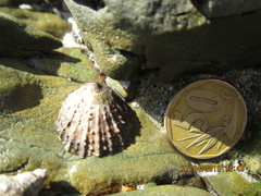 Scutellastra granularis