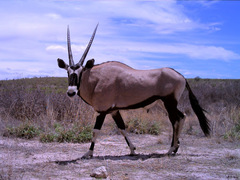 Oryx gazella