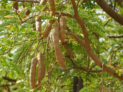 Tamarind