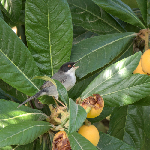 Curruca cabecinegra (Curruca melanocephala)