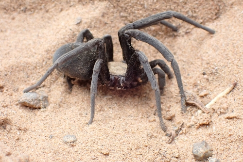 Sahastata wunderlichi