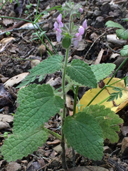 Stachys rigida quercetorum