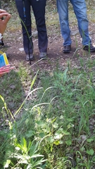 Elymus glaucus