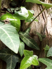 Hedera helix