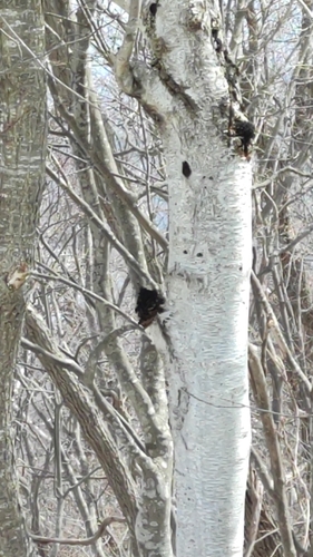 Inonotus obliquus sterilis