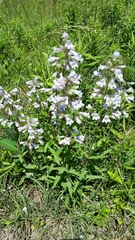 Penstemon